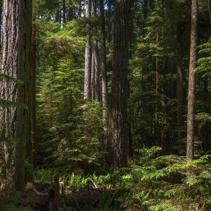 A forest view of many trees with light filtering through and ferns on the forest ground.