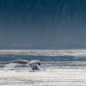 A whale's tail above the water with trees behind.