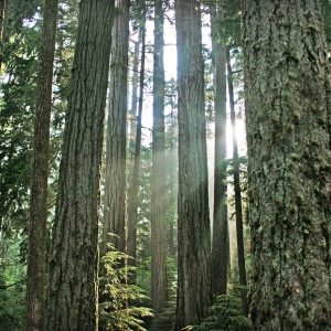 A forest view of many trees with light filtering through.